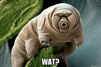  wat?