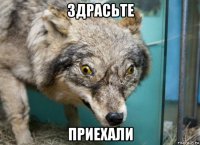 здрасьте приехали
