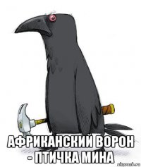  африканский ворон - птичка мина