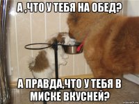 а ,что у тебя на обед? а правда,что у тебя в миске вкусней?