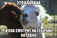 это альпака и она смотрит на тебя как на говно