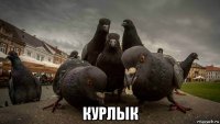  курлык