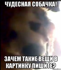 чудесная собачка! зачем такие вещи в картинку пишите?