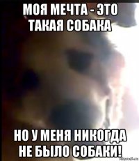моя мечта - это такая собака но у меня никогда не было собаки!