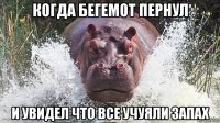 когда бегемот пернул и увидел что все учуяли запах