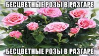 бесцветные розы в разгаре бесцветные розы в разгаре