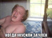  когда укусили за член
