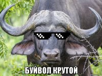  буйвол крутой