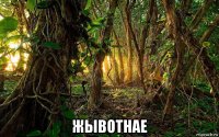  жывотнае