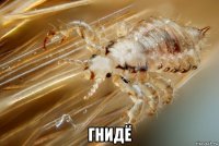  гнидё