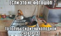 если это не фотошоп то голубь сидит на холодной сковороде