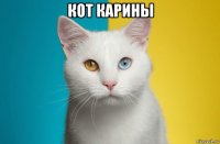 кот карины 