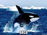  orca