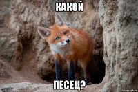 какой песец?