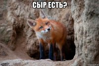 сыр есть? 