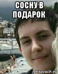 сосну в подарок 