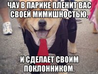 чау в парике пленит вас своей мимишностью, и сделает своим поклонником.