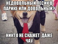 недовольный песик в парике или довольный? никто не скажет, даже чау