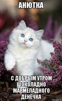 анютка с добрым утром шоколадно мармеладного денёчка