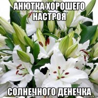 анютка хорошего настроя солнечного денечка