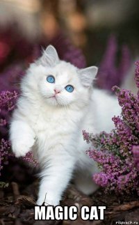  magic cat