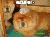 нахаленок 