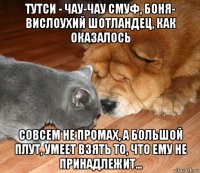 тутси - чау-чау смуф, боня- вислоухий шотландец, как оказалось совсем не промах, а большой плут, умеет взять то, что ему не принадлежит...