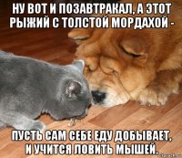 ну вот и позавтракал, а этот рыжий с толстой мордахой - пусть сам себе еду добывает, и учится ловить мышей.