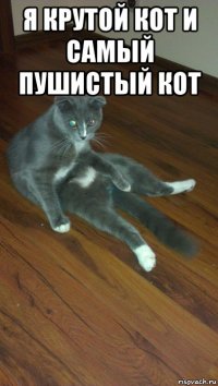 я крутой кот и самый пушистый кот 