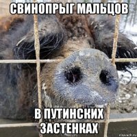 свинопрыг мальцов в путинских застенках