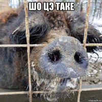 шо цэ таке 
