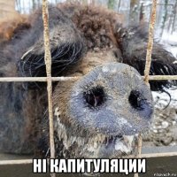  нi капитуляции