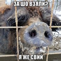 за шо взяли? я же свий