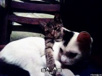  =^..^=