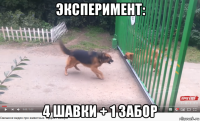 эксперимент: 4 шавки + 1 забор