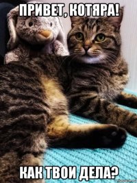 привет, котяра! как твои дела?