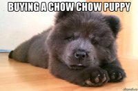 buying a chow chow puppy 