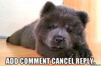  add comment cancel reply.