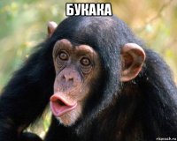 букака 