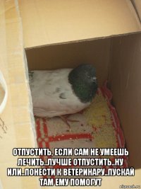  отпустить, если сам не умеешь лечить..лучше отпустить..ну или..понести к ветеринару..пускай там ему помогут