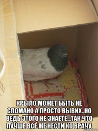  крыло может быть не сломано а просто вывих..но ведь этого не знаете...так что лучше всё же нести ко врачу
