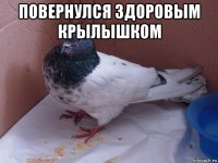 повернулся здоровым крылышком 