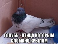  голубь - птица которым сломано крылом