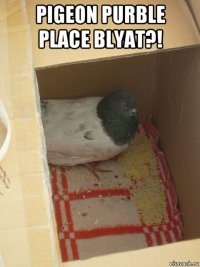 pigeon purble place blyat?! 