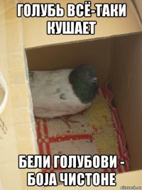голубь всё-таки кушает бели голубови - боjа чистоhе