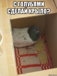 с голубями сделай крыло? 
