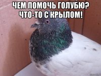 чем помочь голубю? что-то с крылом! 