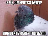 я чё, смерится буду? помогите найти голубя!!!