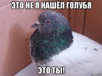 это не я нашёл голубя это ты!