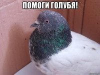 помоги голубя! 